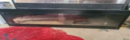 Corn Snake reptiles for sale: Male Amel corn snake & 4ft black vivarium  in Barry - Advert 4