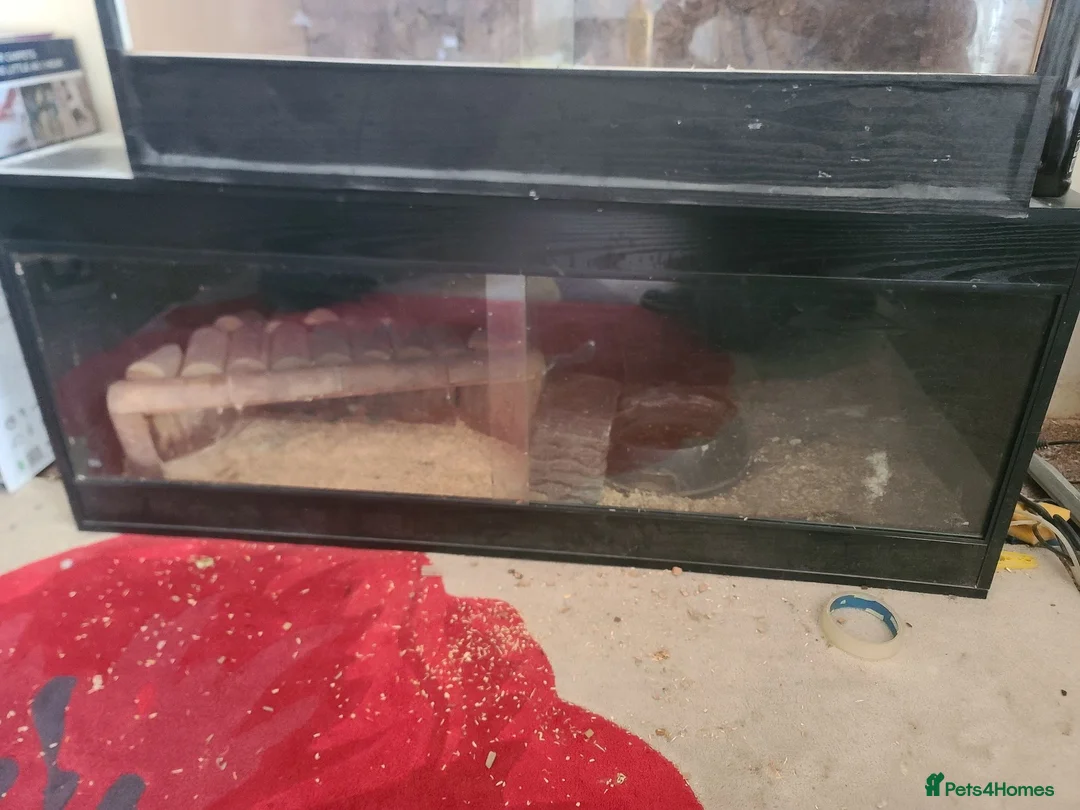 Corn Snake reptiles for sale: Male Amel corn snake & 4ft black vivarium  in Barry - Advert 4