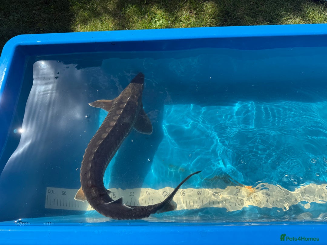 Koi Carp fish for sale: Various koi carp for sale  - Image 21