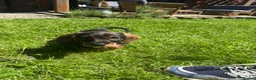 Dachshund dogs for sale: Lovely Wirehaired dachshund puppy for sale  - Advert 5