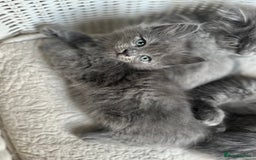 Ragdoll cats for sale: Gorgeous half pedigree Ragdoll kittens - Image 10