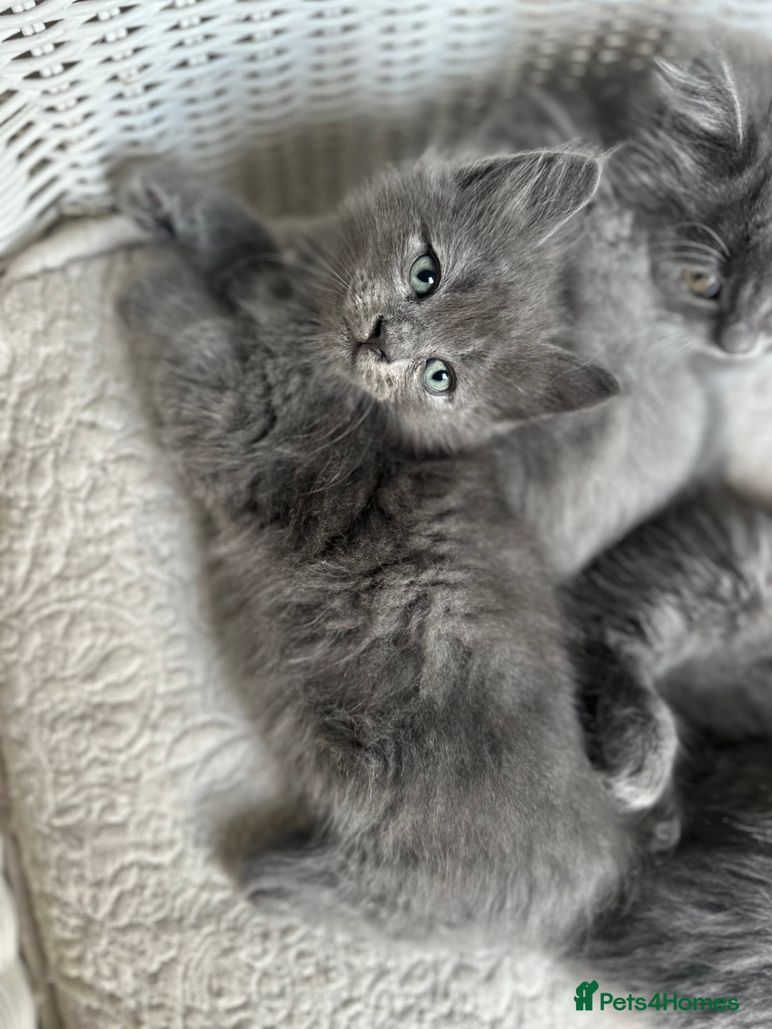 Ragdoll cats for sale: Gorgeous half pedigree Ragdoll kittens - Image 10