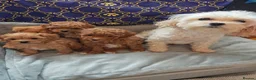 Maltipoo dogs for sale: BEAUTIFUL F1B MALTIPOO  PUPPYIES  - Advert 6