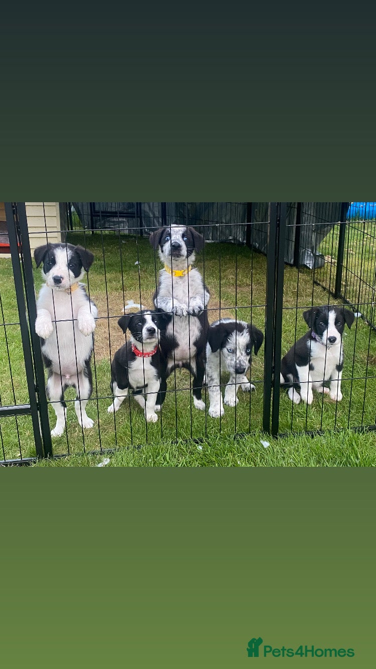 Mixed Breed dogs for sale: Border Collie Cross Pups ready for forever homes in Cairndow - Advert 25