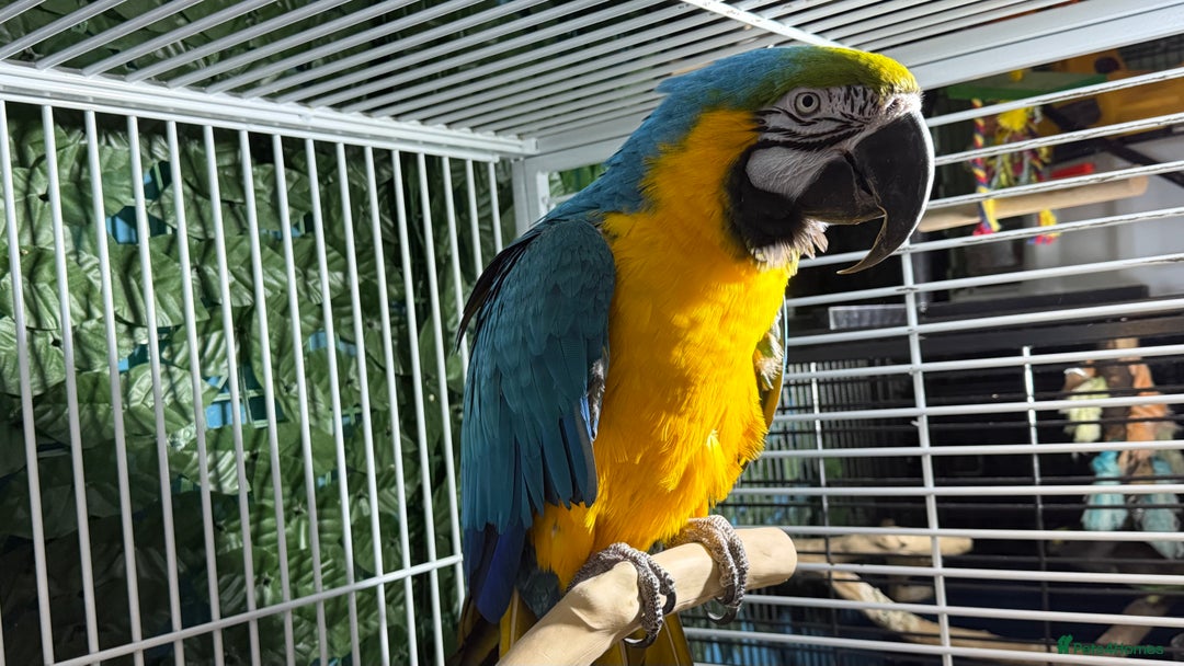Parrots birds for sale: Parrot for sale Glasgow  - Image 9