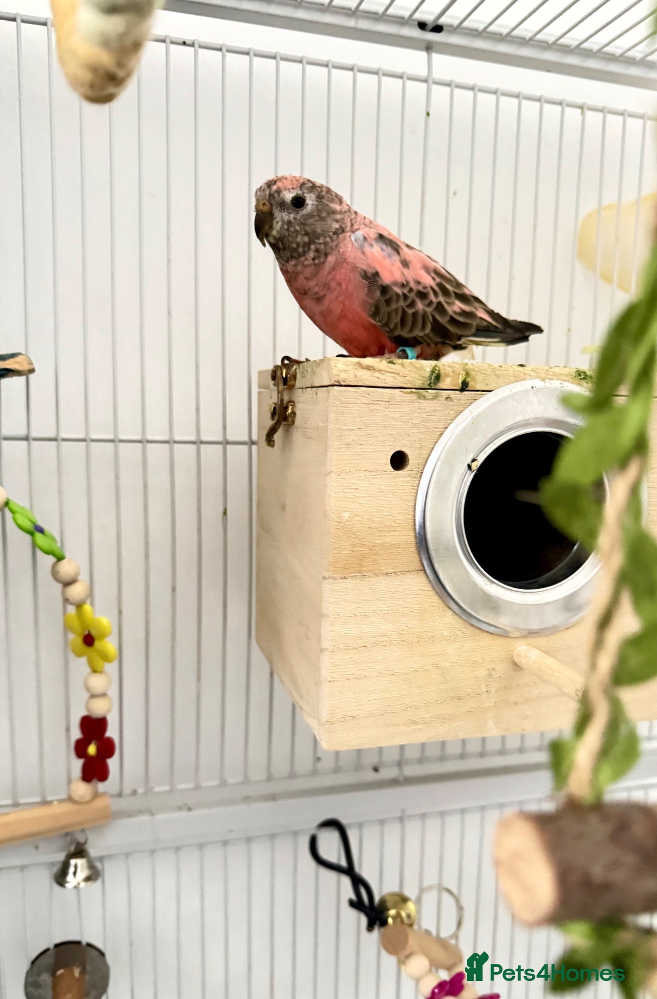 Parakeets birds Beautiful Pair of Bourke's Parakeets for Sale - Advert 2
