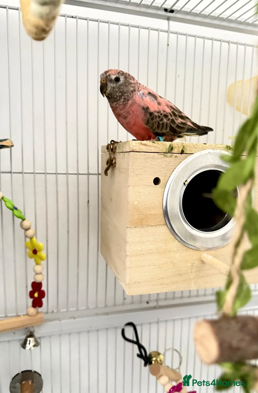 Parakeets birds for sale: Beautiful Pair of Bourke's Parakeets for Sale in London - Advert 2