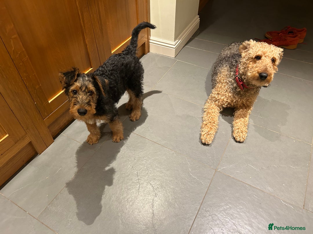 Airedale Terrier dogs for sale: Beautiful Airedale boy looking for his new home  - Advert 8