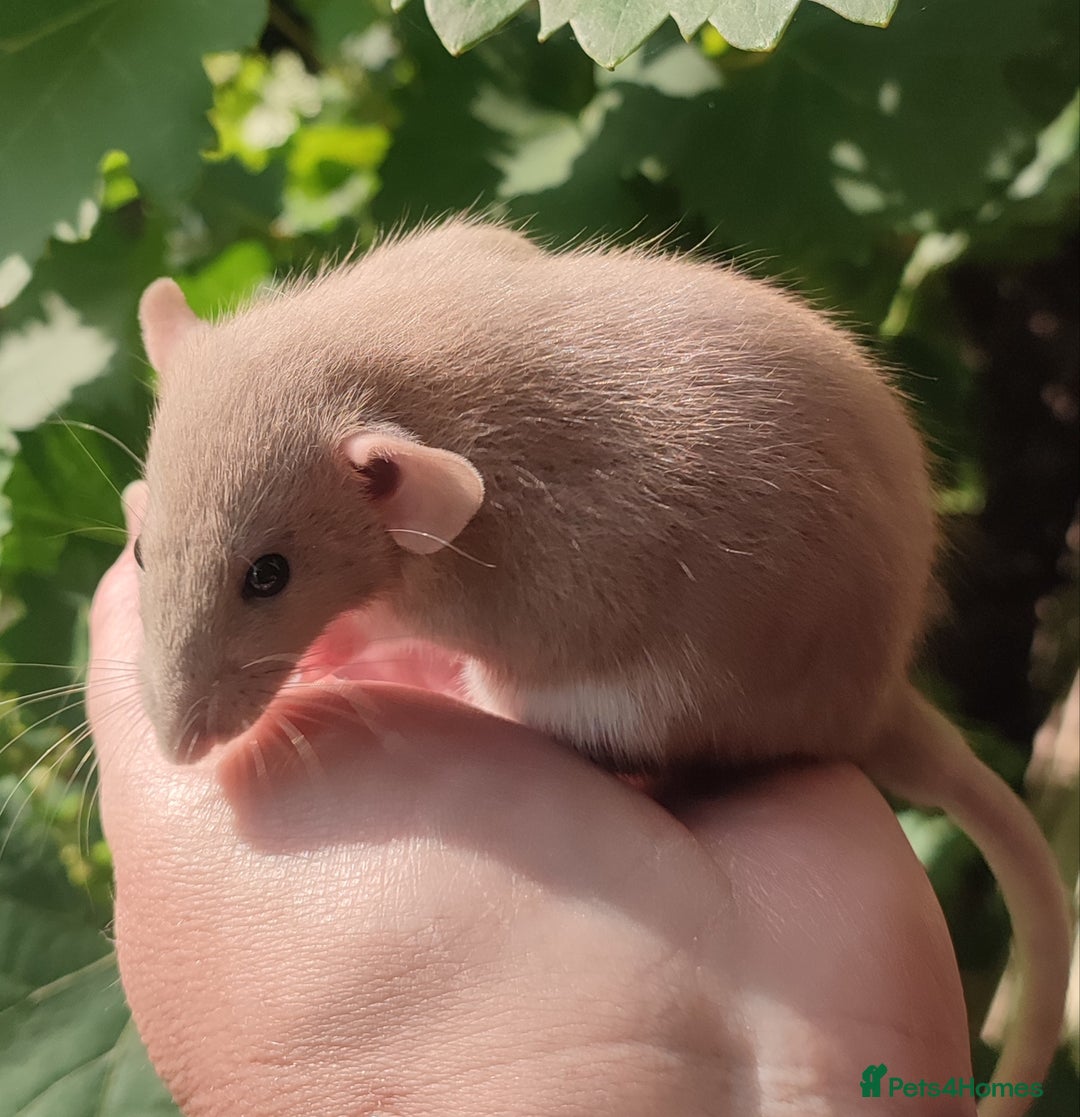 Rat rodents for sale: Agouti , cinnamon, blue and hooded Dumbo rats  - Image 16