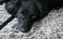 Mixed Breed dogs for adoption: Ruby – Gentle, Silly, Escape-Artist Extraordinaire - Image 5