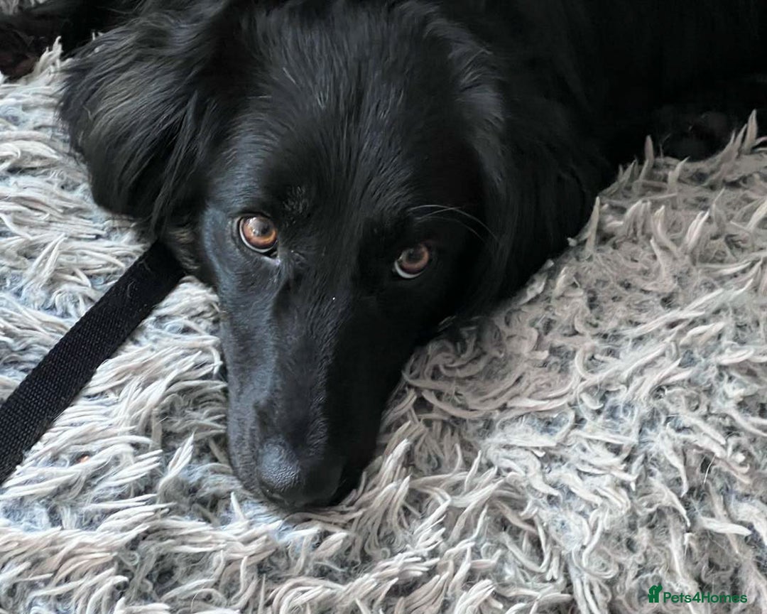 Mixed Breed dogs for adoption: Ruby – Gentle, Silly, Escape-Artist Extraordinaire - Image 5