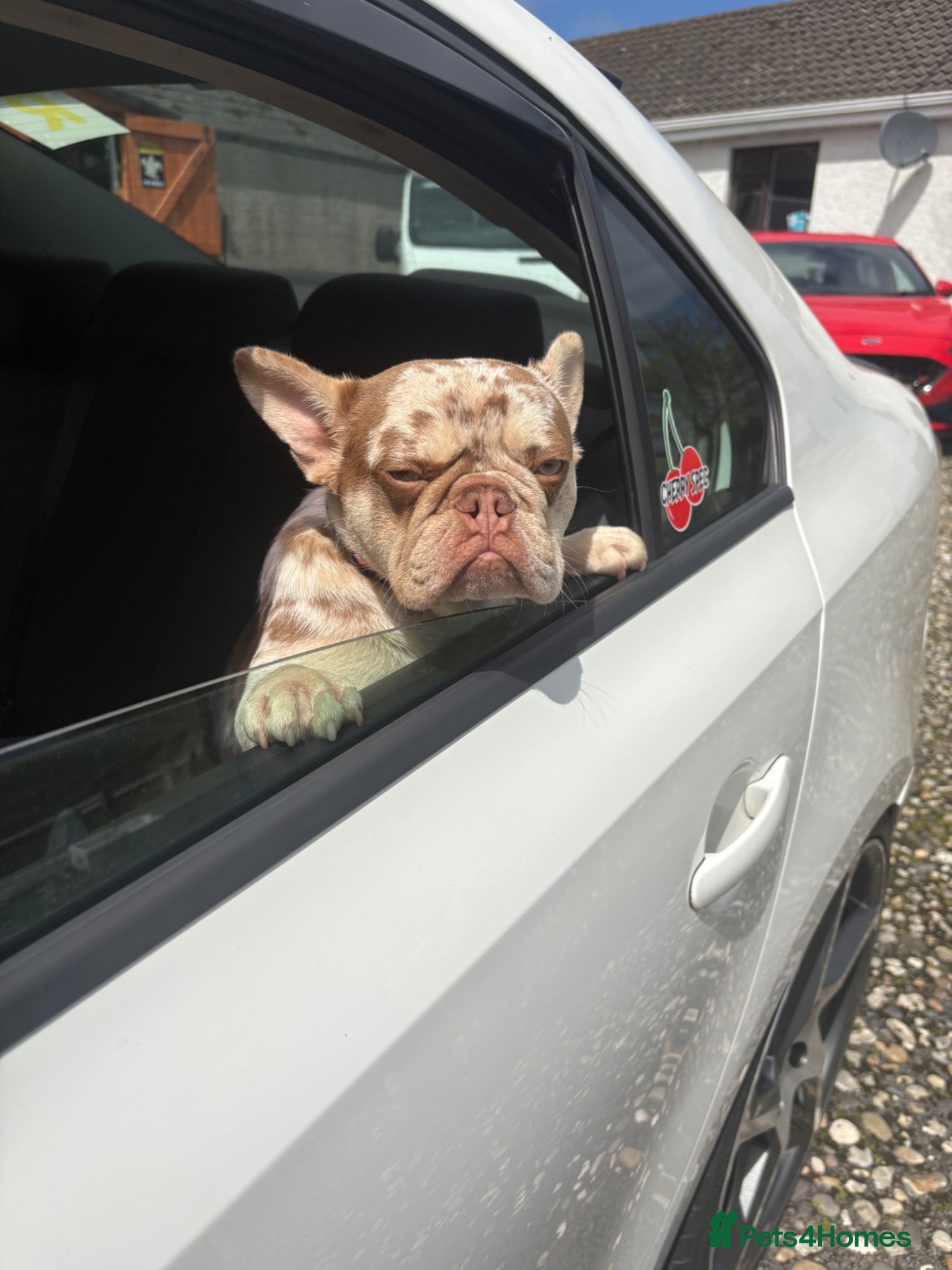 French Bulldog dogs French bulldog - Advert 1