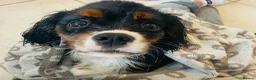 Cavalier King Charles Spaniel dogs for sale: KC registered Cavalier - meet Woody 🐾 - Advert 7