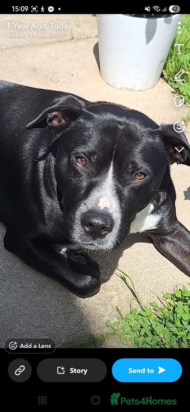 Mixed Breed dogs Adoption due to change in circumstances  - Advert 15