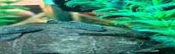 Plecos fish for sale: Juvenile Bristlenose Plecos  in Melton Mowbray - Advert 4