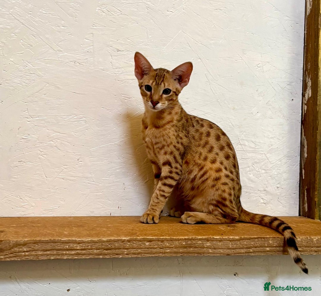 Savannah cats for sale: Cinnamon F4  savannah female & male kittens, TICA  in Spalding - Image 9