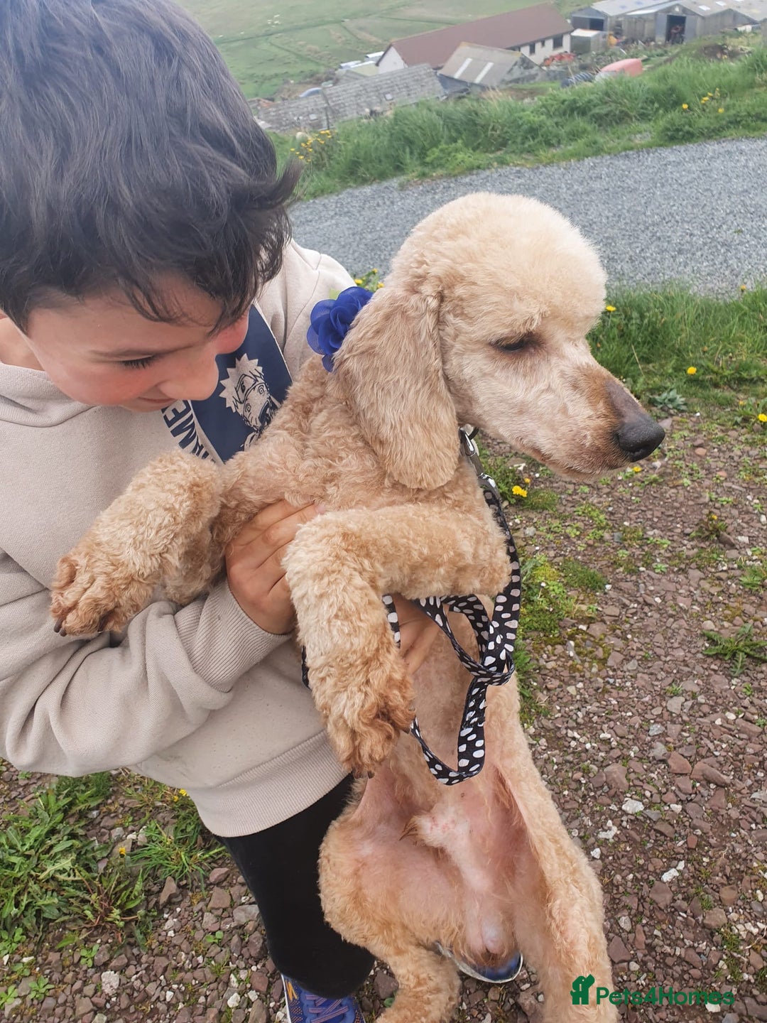 Cockapoo dogs for sale: Beautiful F1 Cockapoo puppies - Image 19