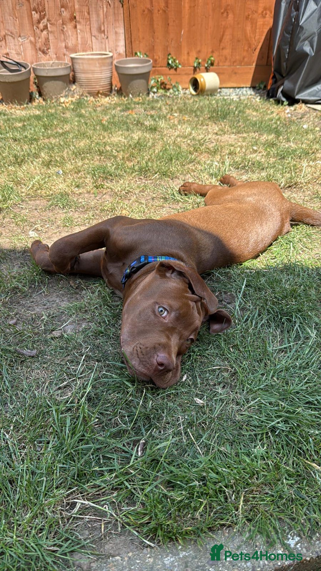 Mixed Breed dogs for sale: Rocco - Advert 8