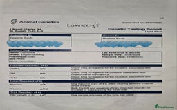 English Bulldog dogs for stud: Lowkey, Pink & Fluffy carrier Proven Stud!  - Image 12