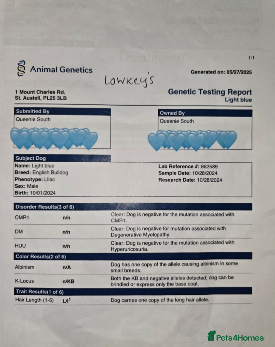 English Bulldog dogs for stud: Lowkey, Pink & Fluffy carrier Proven Stud!  - Image 12