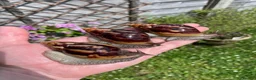 Snails invertebrates for sale: Giant African Snails for sale! - Advert 6