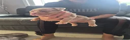 American Bully dogs for sale: American pocket bullies  - Advert 3