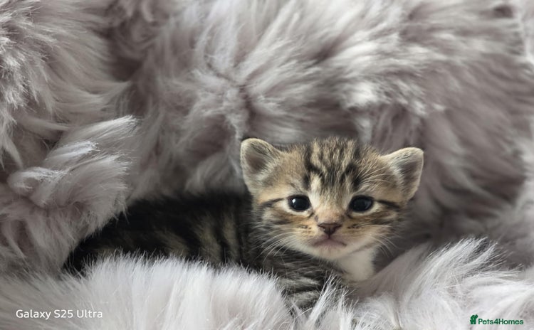 Savannah cats - Advert 4