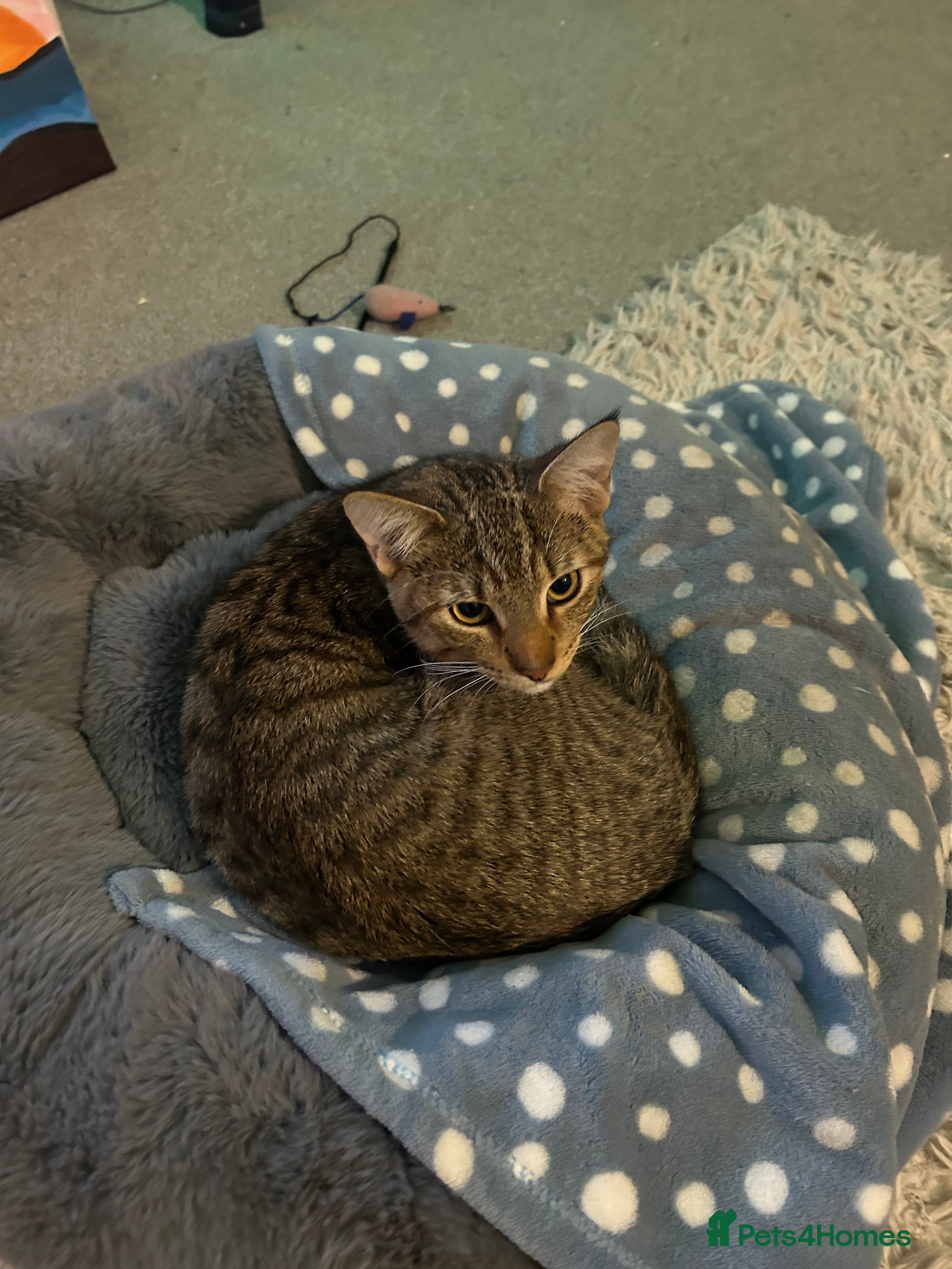 Mixed Breed cats Rocko 8 Months Savannah - British Shorthair - Advert 1