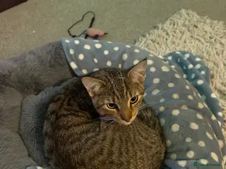 Mixed Breed cats Rocko 8 Months Savannah - British Shorthair - Advert 2