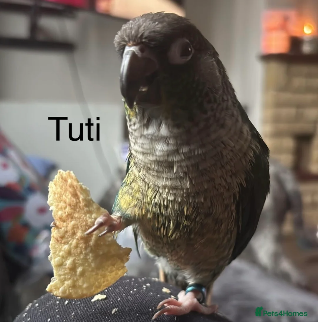 Conures birds for sale: Amazing hand reared conures for sale  - Advert 5