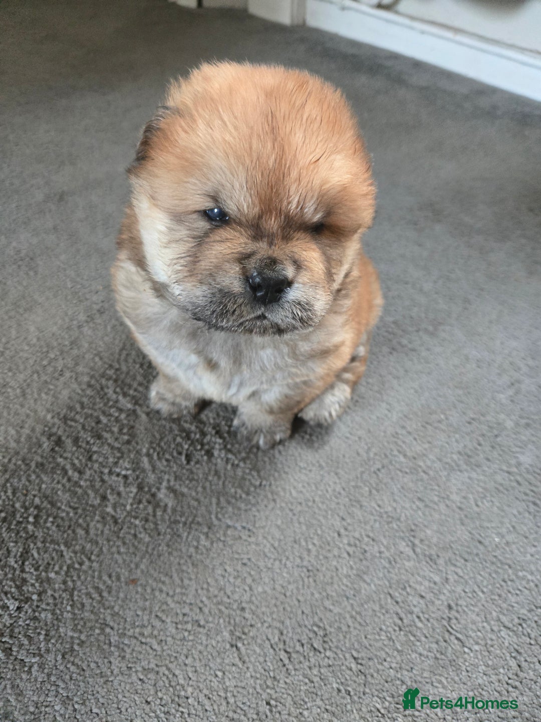 Chow Chow dogs for sale: Chow chow puppies - Advert 13