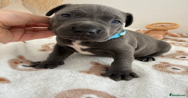 Staffordshire Bull Terrier dogs - Advert 10