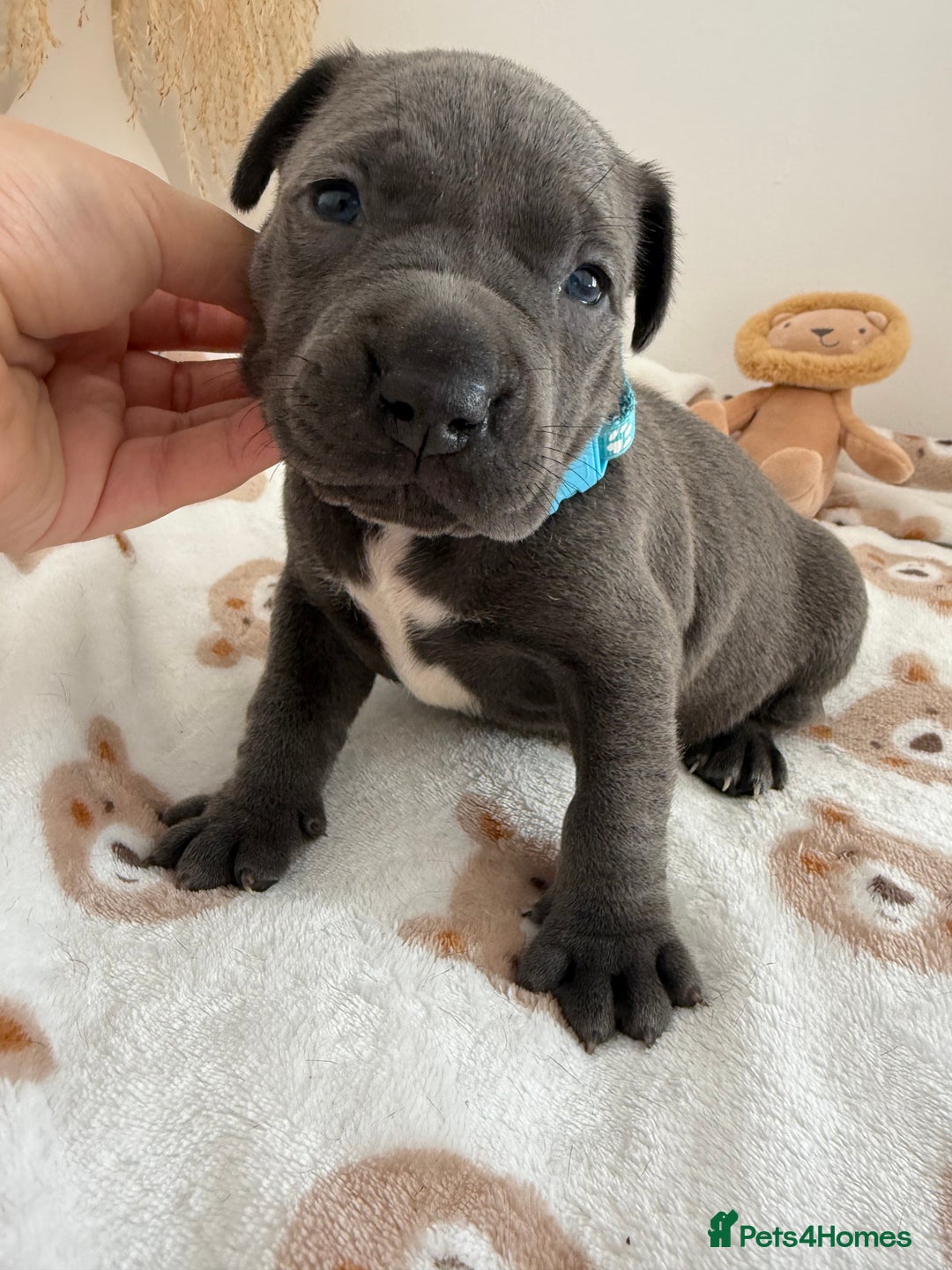Staffordshire Bull Terrier dogs for sale: Beautiful puppies Staffordshire bull terrier  - Image 4