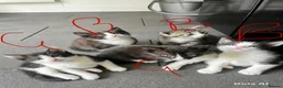 Mixed Breed cats for sale: 5 adorable little bundles of happiness - Advert 8