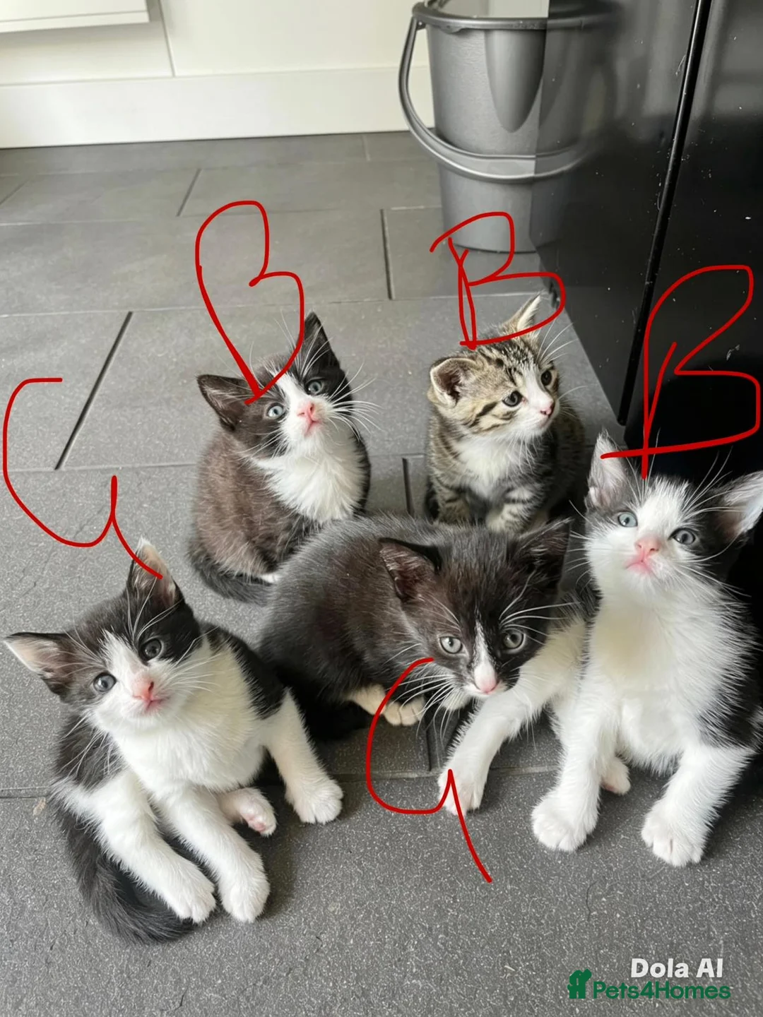 Mixed Breed cats for sale: 5 adorable little bundles of happiness - Advert 8