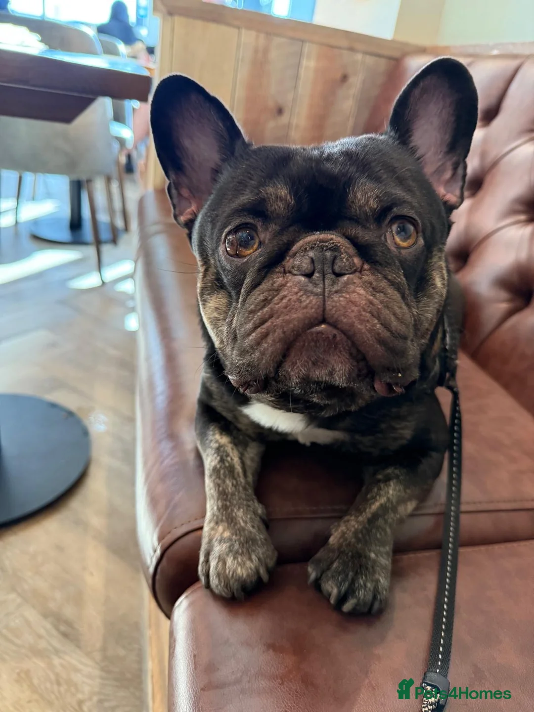 French Bulldog dogs for stud: KC Registered French Bulldog for stud  - Advert 1