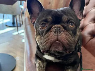 French Bulldog dogs KC Registered French Bulldog for stud - Advert 1