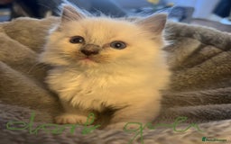 Ragdoll cats for sale: Stunning Ragdoll kittens for sale - Image 15