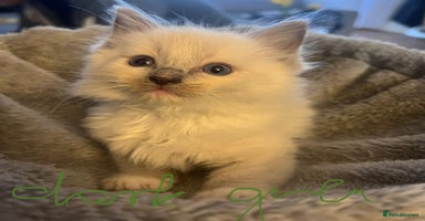 Ragdoll cats - Advert 9