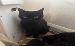 Mixed Breed cats for sale: Gorgeous British shorthair x kittens  - Image 4