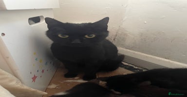 Mixed Breed cats - Advert 15