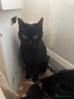 Mixed Breed cats - Advert 15