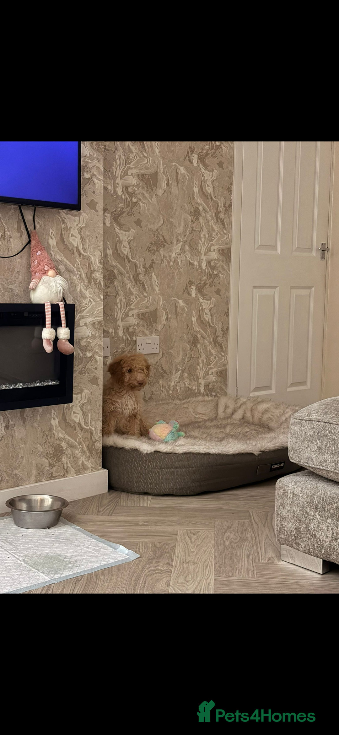 Cockapoo dogs for sale: cockapoo girl - Advert 8