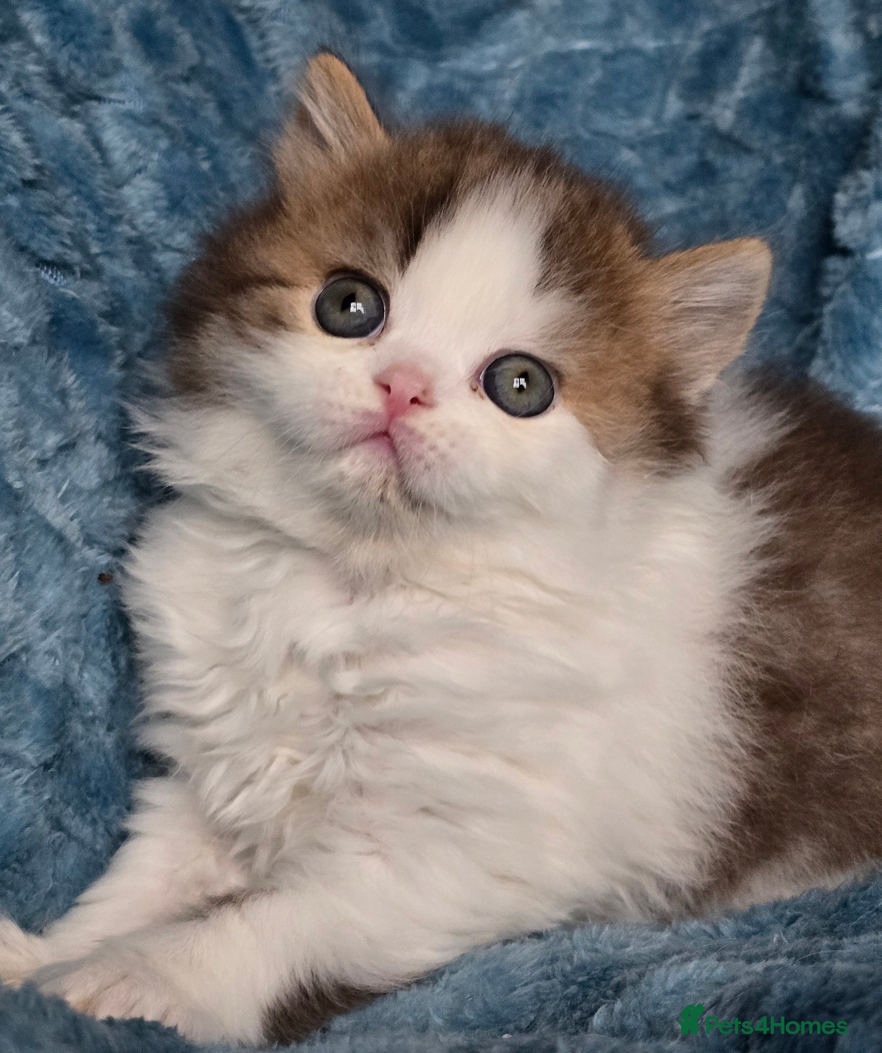 British Shorthair cats TICA registered British shorthair kittens - Advert 15