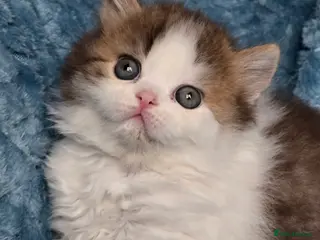 British Shorthair cats TICA registered British shorthair kittens - Advert 14