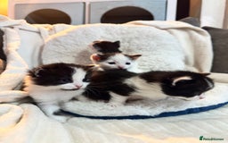 Domestic Shorthair cats for sale: Beautiful litter of kittens - Image 14