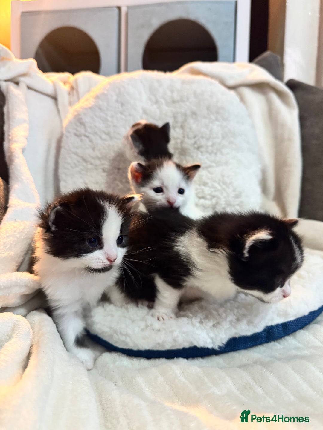 Domestic Shorthair cats for sale: Beautiful litter of kittens - Image 14