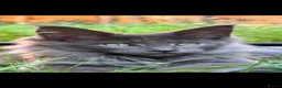 Maine Coon cats for sale: Maine coon pedigree kittens  - Advert 8