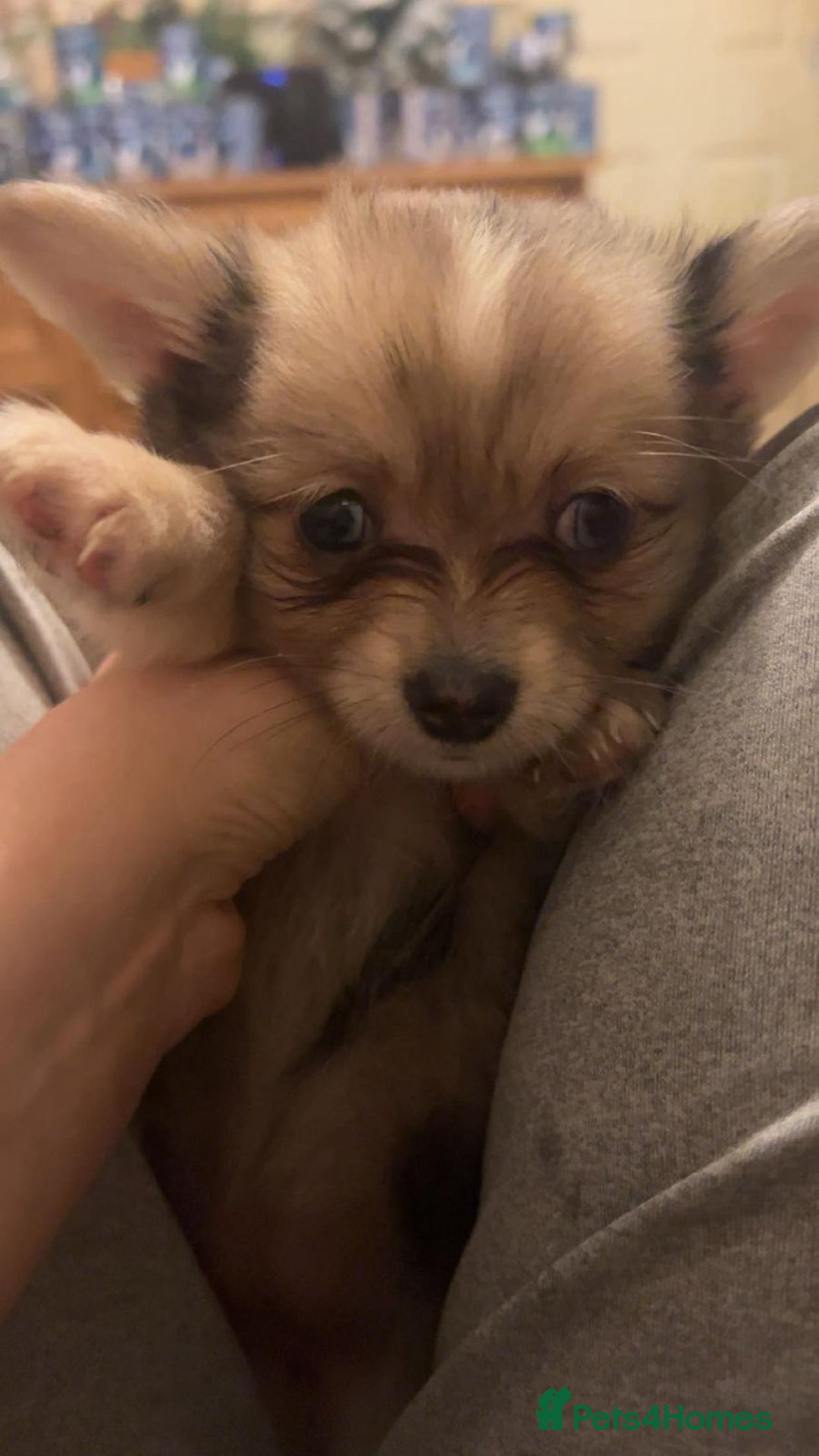 Mixed Breed dogs for sale: 4 pomchi puppies ready for new forever homes - Image 5