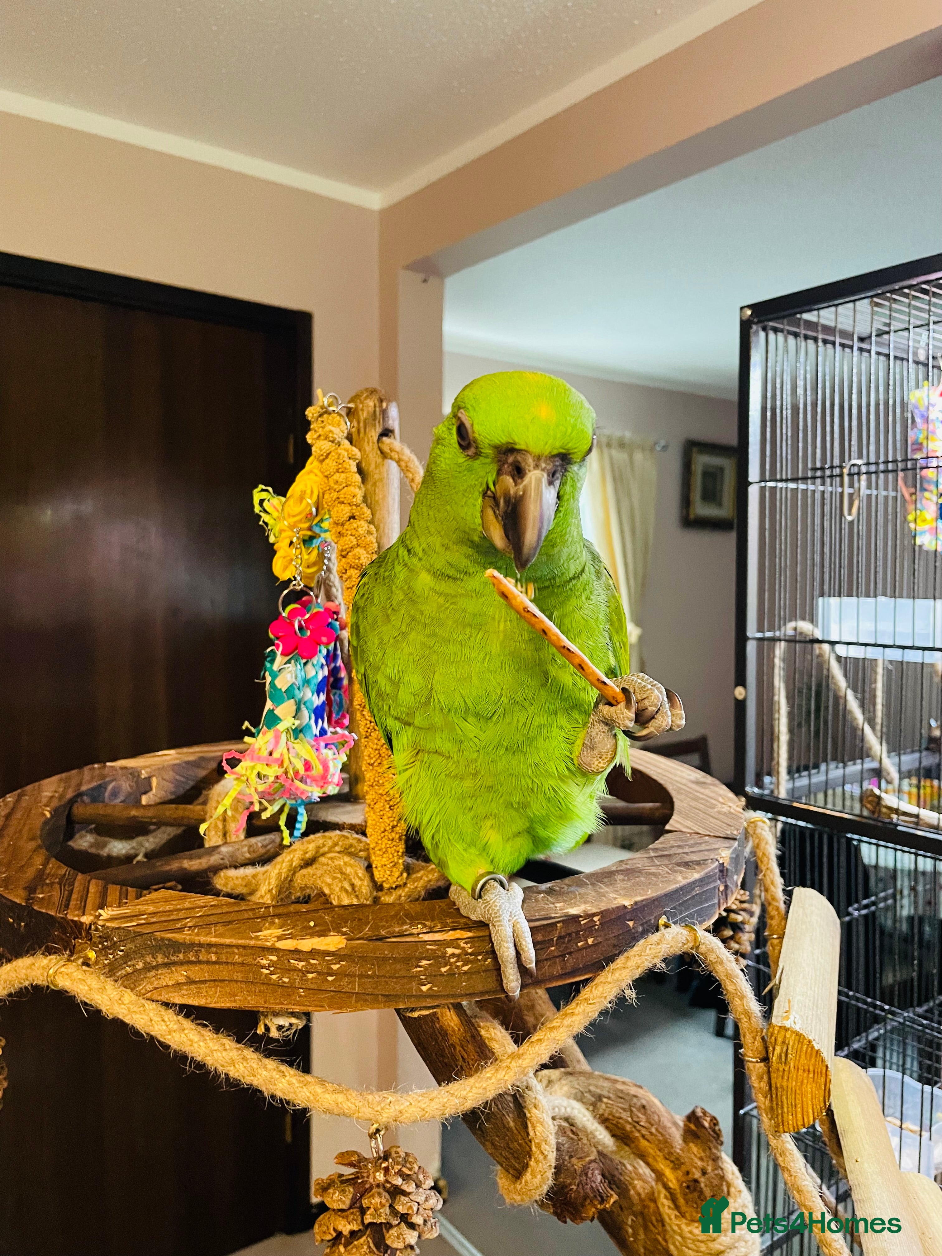 Parrots birds Female Amazon Parrot–8Months–DNA Test–Hand Reared - Advert 1